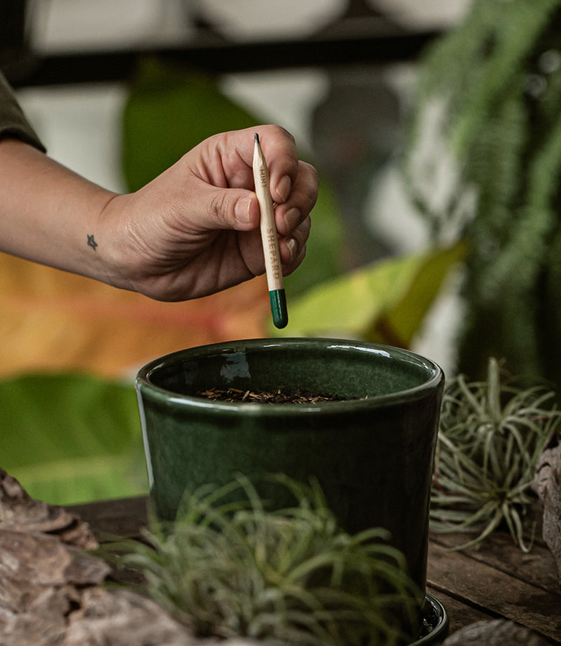 pencils with plant seeds Seed Pencil – Shepard Life Goods